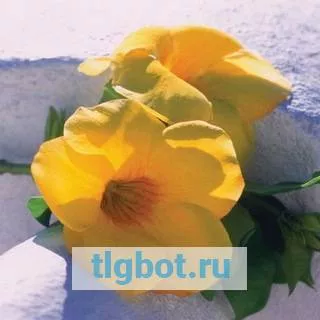 Логотип yellow_11