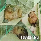 Логотип capybara_channel