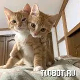 FF | темы языки котики - hhcot