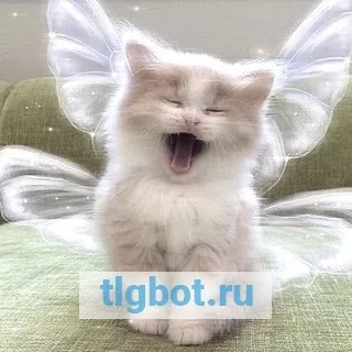 Логотип meow_for_me