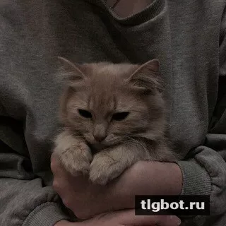 Логотип levsham