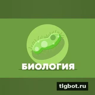 Умскул биология СЛИВЫ